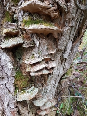 Phellinopsis conchata