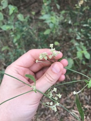 Pfaffia glomerata
