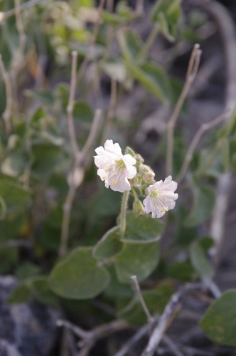 Desert wishbone-bush (Mirabilis laevis)