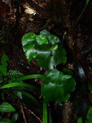 Adiantum krameri