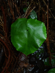 Adiantum krameri