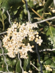 Viburnum tinus