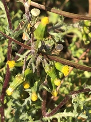 Senecio vulgaris