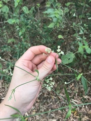Pfaffia glomerata