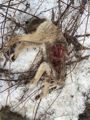 Canis latrans thamnos