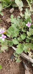 Erodium malacoides