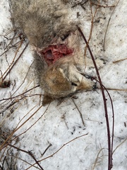 Canis latrans thamnos