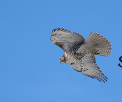 Buteo jamaicensis