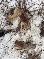 Canis latrans thamnos