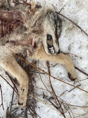Canis latrans thamnos