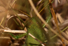 Atrachelacris