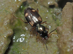 Bembidion quadrimaculatum