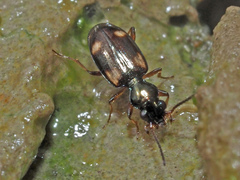 Bembidion quadrimaculatum