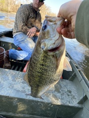 Micropterus haiaka