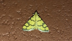 Glycythyma leonina