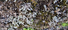 Bryum argenteum