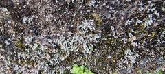 Bryum argenteum