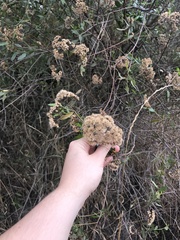 Tessaria dodonaeifolia