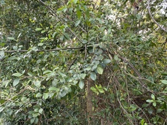 Image of Pisonia aculeata