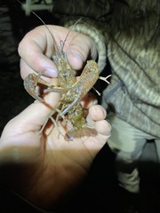 Cambarus latimanus