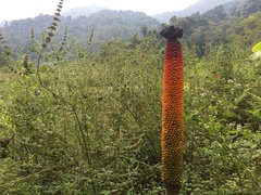 Amorphophallus paeoniifolius