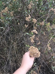 Tessaria dodonaeifolia