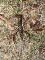 Cambarus latimanus