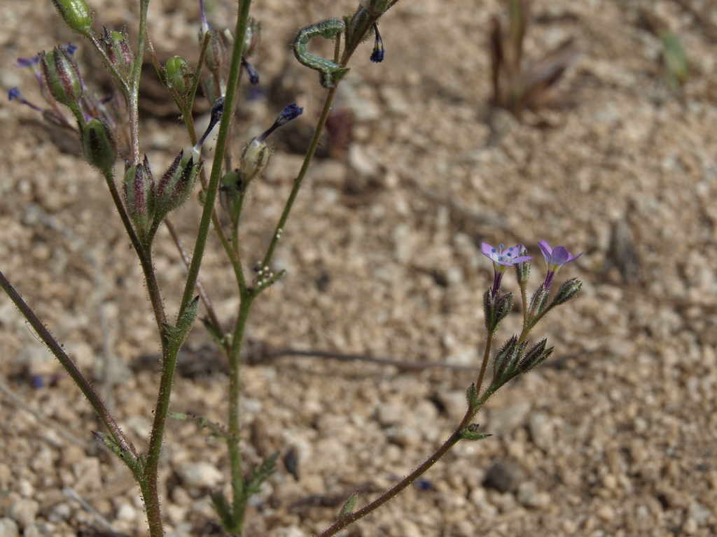 scrub gilia