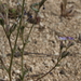 Scrub Gilia - Photo (c) Jim Morefield, some rights reserved (CC BY)