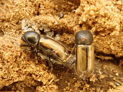 Trypodendron domesticum