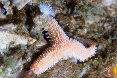 Allostichaster capensis