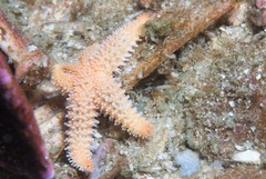 Allostichaster capensis