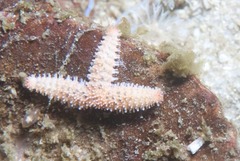 Allostichaster capensis
