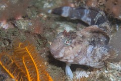 Parablennius cornutus
