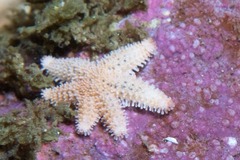 Allostichaster capensis