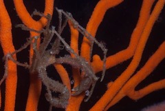 Macropodia falcifera