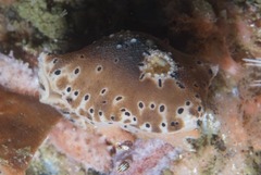 Mandelia mirocornata