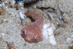 Apletodon pellegrini