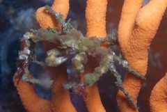 Achaeopsis spinulosa