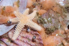 Allostichaster capensis