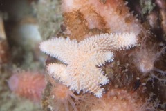 Allostichaster capensis