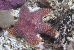 Callopatiria formosa