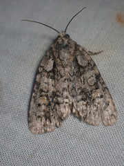 Acronicta increta