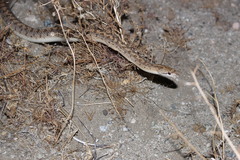 Arizona elegans eburnata
