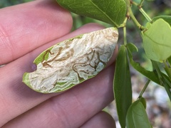 Eucosmophora pithecellobiae