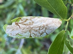 Eucosmophora pithecellobiae
