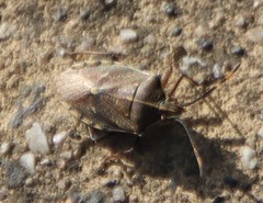 Omyta centrolineata siccior