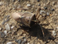 Omyta centrolineata siccior