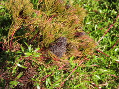 Serruria foeniculacea