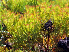 Serruria foeniculacea